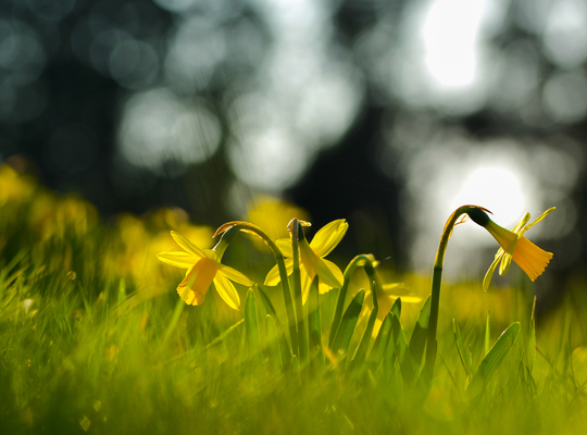 gras met bloemen