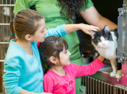 adoptie kat dierenasiel