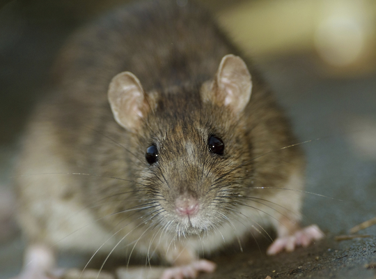 Ratten vangen met slimme vallen Slimme rattenvallen